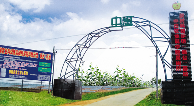 矮化苗木樹(shù)體冠積小，應(yīng)加大栽植密度