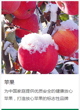 蘋(píng)果的分布范圍