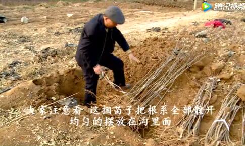 蘋(píng)果苗木的栽植時(shí)期及儲(chǔ)藏技術(shù)