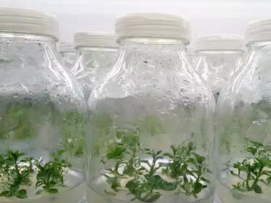 為什么一定要栽植脫毒蘋(píng)果苗
