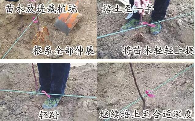 煙富8（神富一號(hào)）蘋(píng)果苗木栽植10個(gè)步驟