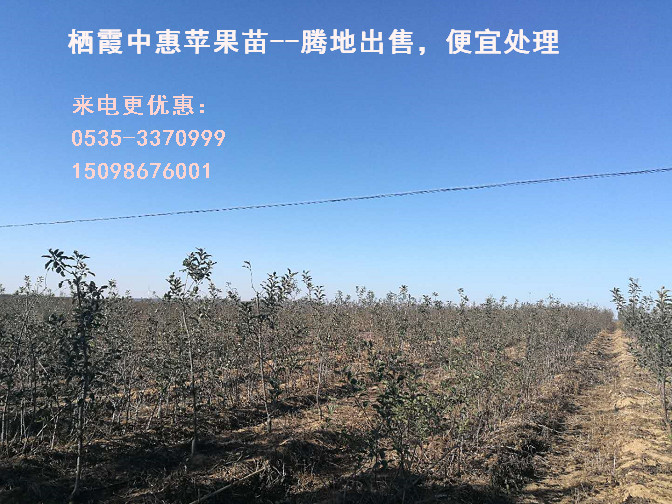 怎么種植矮砧蘋果苗木？