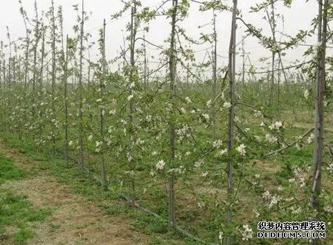 高紡錘形樹體特點(diǎn)和修剪方法及注意事項(xiàng)