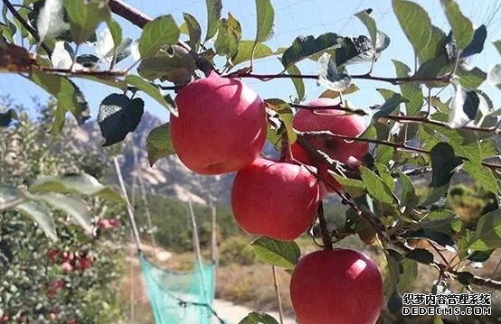 矮化蘋果苗木栽植技術(shù)要點