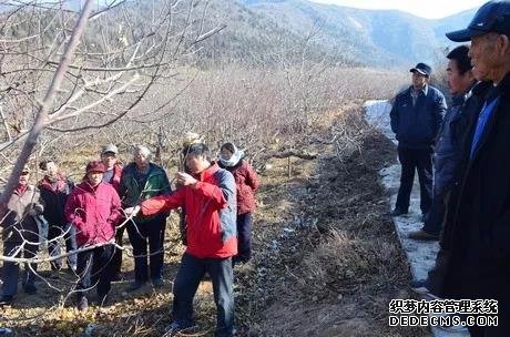 蘋果樹修剪的10大誤區(qū)，要注意改正！