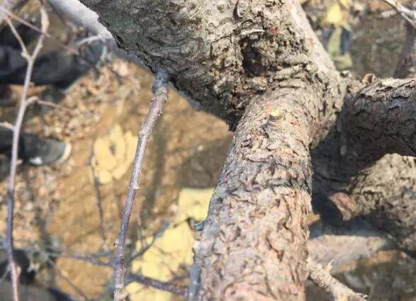 【修剪】蘋果樹冬剪完，還要防這個“頑疾”！